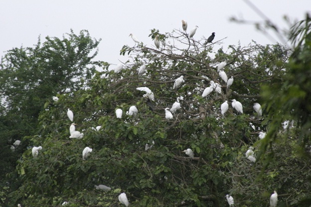 Best home to thousands of Storks