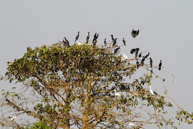 The Home of Thousands of Storks