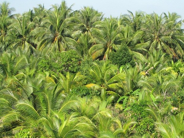 You can see coconut wherever you go in Ben Tre province