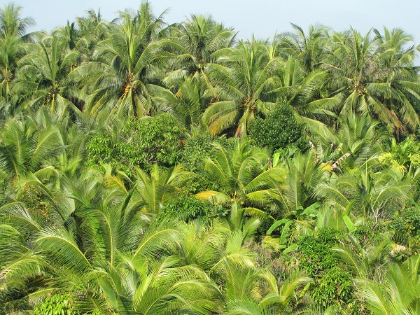 Coconut candy – a sweet flavour of tradition in Ben Tre