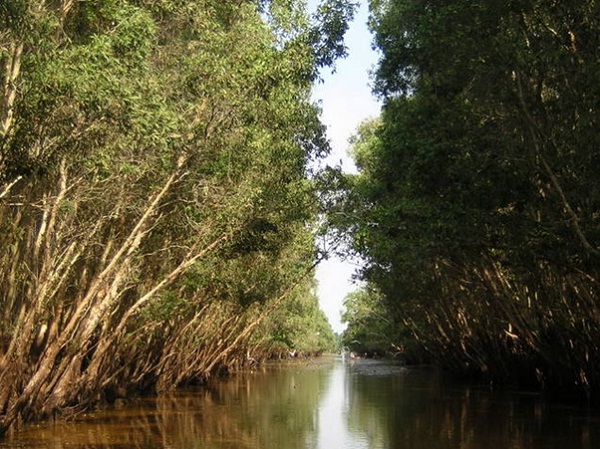 Along the river is cajeput forest in flooding season at Tram Chim park