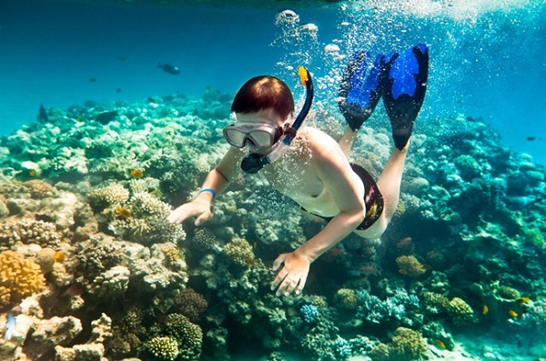 Diving viewing coral reefs