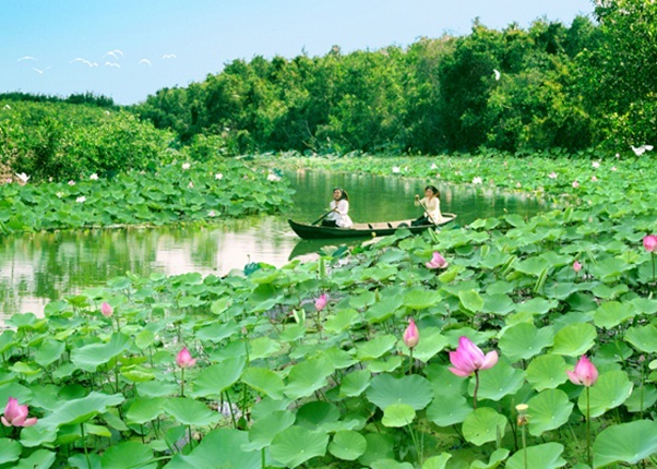 Lotuses blossom in river at Tram Chim