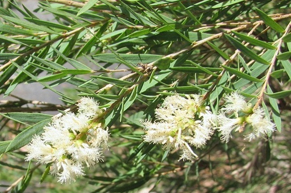 Melaleuca flowers is blossoming through cajeput forest