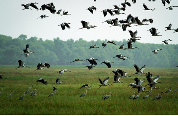 Over 200 species of bird resident in Tram Chim