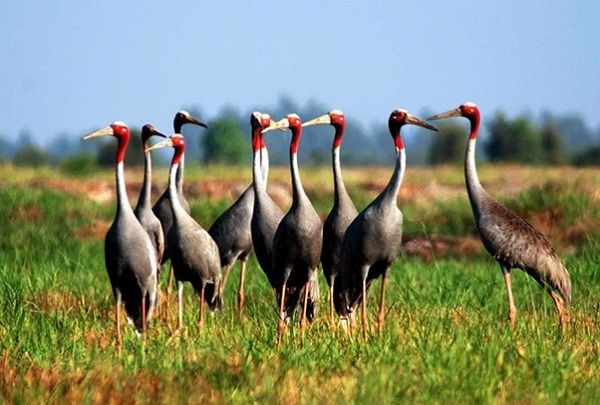 Red – head cranes are nearly 2 meteres tall with smooth grey fur, long legs and long neck returning to Tram Chim in dry season