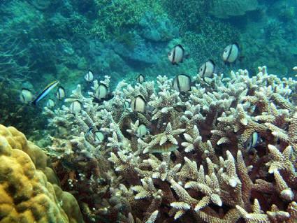 Snorkeling to watch coral is a wonderful experience.