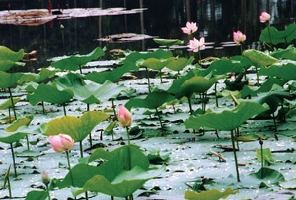 Lotus blossom on the face of Ba Om pond