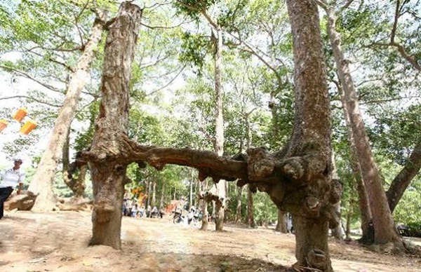  The big roots of ancient trees form interesting shapes