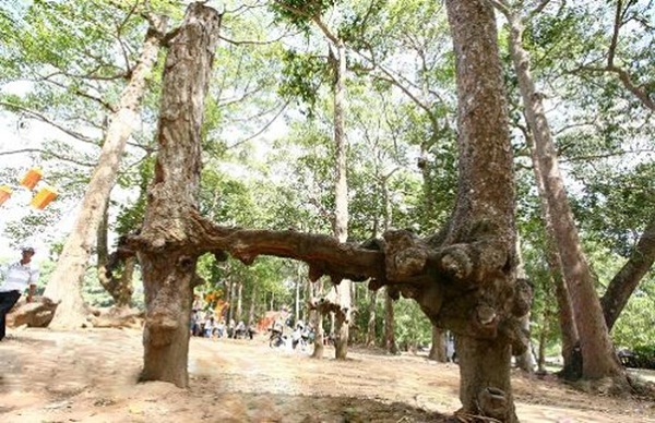 The big roots of ancient trees form interesting shapes