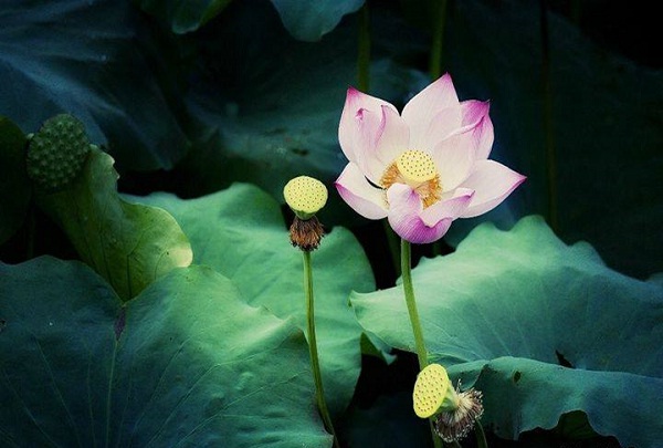 A beautiful lotus flower