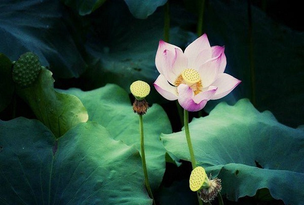 Dong Thap Muoi Lotus Field in  Mekong River Delta