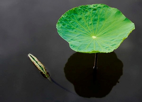  A lotus leave