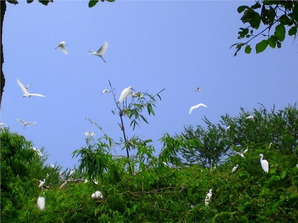 Bang Lang stork sanctuary – A highlight  of Mekong Delta River