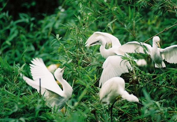 Beautiful storks
