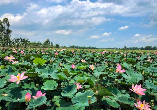 Dong Thap Muoi Lotus