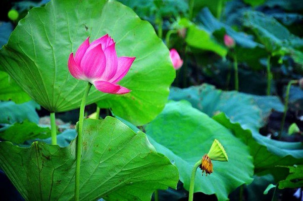 Lotus flowers which attracts tourists most