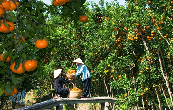 Lush gardens of fruits on Thoi Son islet