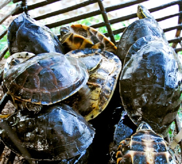 Special dishes from turtle are well-known among tourists.