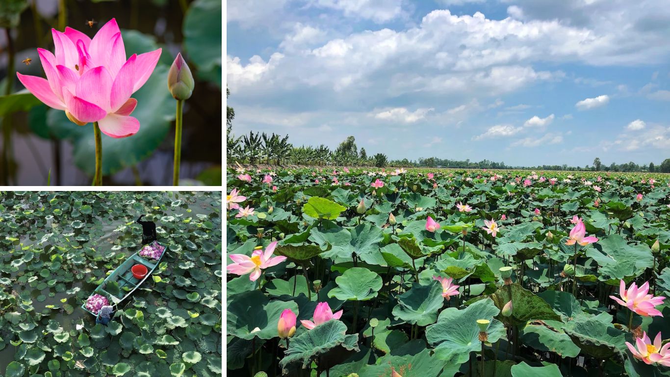 Wide view of the lotus field at Dong Thap Muoi in Dong Thap Province during peak lotus season