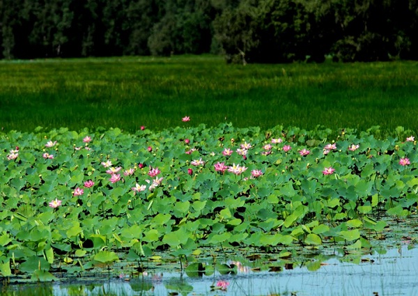 The lotus field