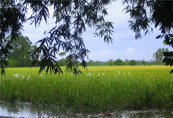 The rice field surrounding the sanctuary