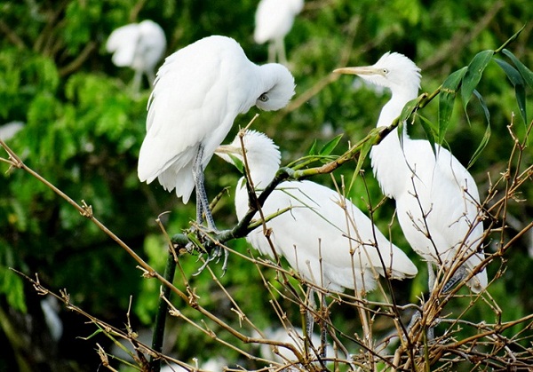 White storks contemplating