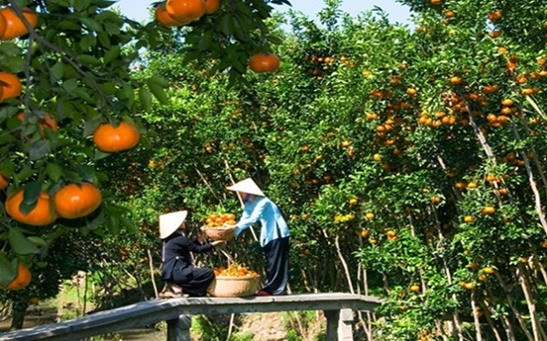 Fruit Orchard – one of the should not be missed destinations in a Mekong Delta river tour