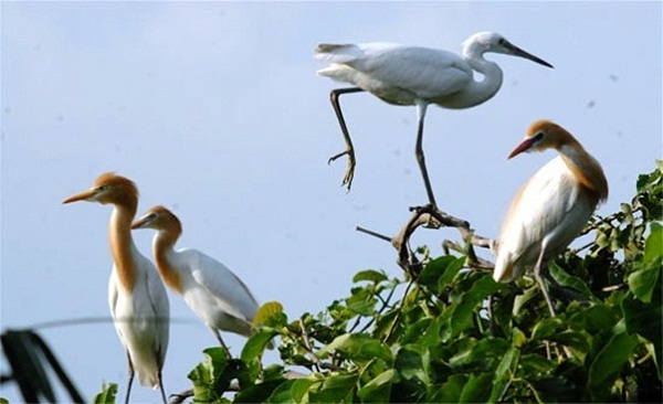 Birds living and breeding in Vam Ho