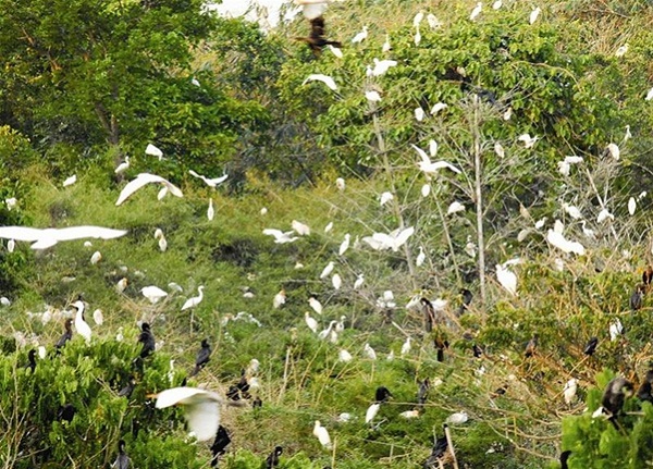 Vam Ho Bird Sanctuary, the famous tourist attraction in Ben Tre