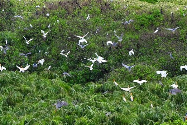 Flocks of white storks flying in rhythms