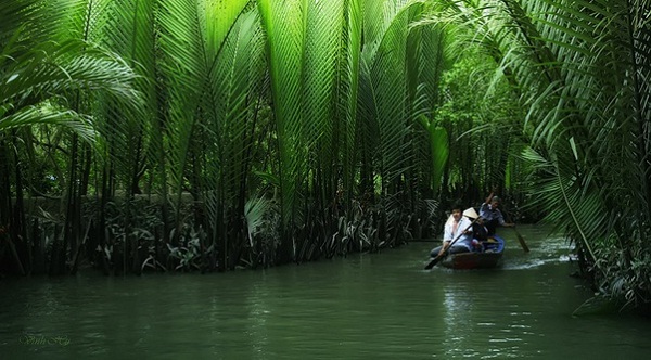 Taking boat among lines of coconut trees