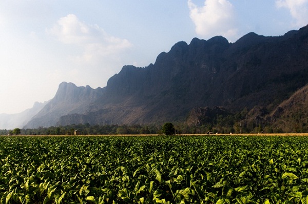 The boats also run through a valley with rice and tobacco fields