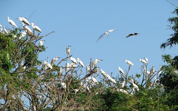 Bang Lang stork garden - home to thousands of storks in Can Tho