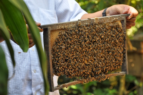 You can visit local bee farm