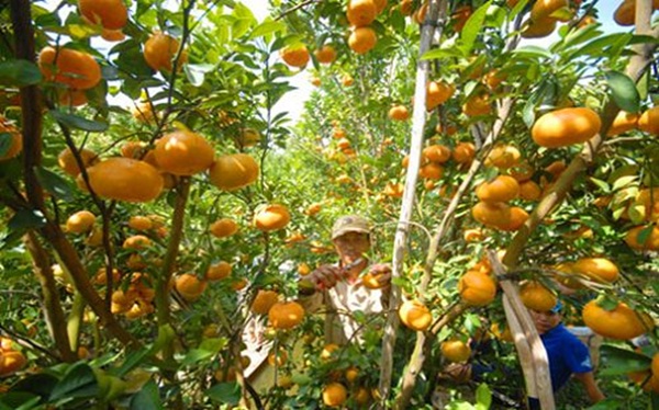 Travellers enjoy tropical fruits at any time of year when join a Mekong Delta tour