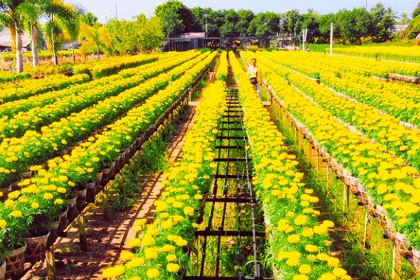 Sadec Flower Village