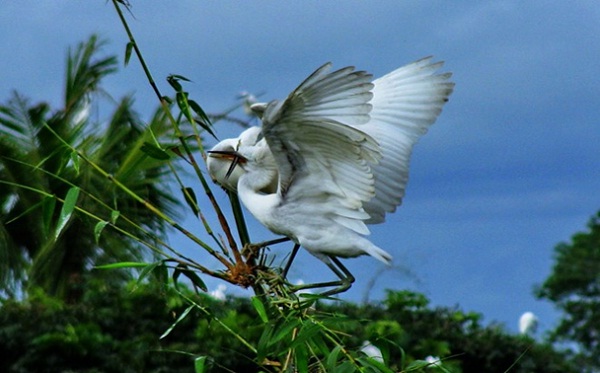 Bang Lang Stork Garden