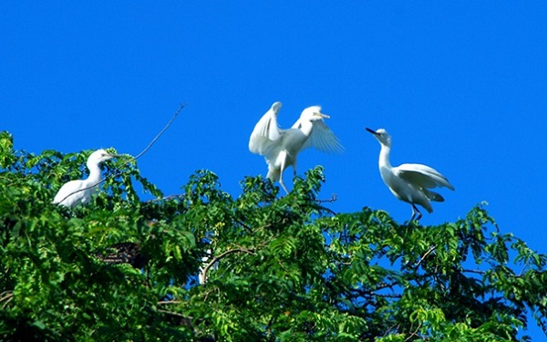 Vam Ho Bird Sanctuary