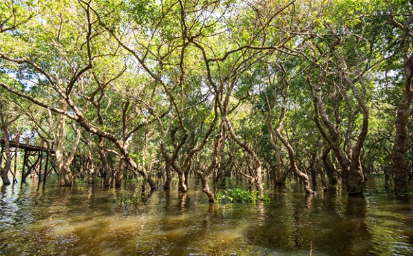 The flooded forests in Cambodia are home to millions of spices.