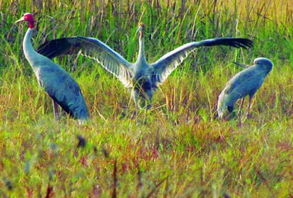 Cat Tien National Park is home to a large number of birds, plants, insects and mammals