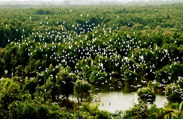 Tram Chim National Park  is home to as many as 200 types of birds which make up ¼ the bird population in Vietnam