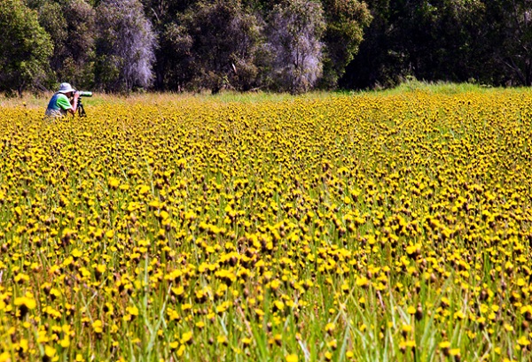 Tram Chim is most beautiful in the flooding season when water from the Mekong River inundates the whole area, turning it into an oasis among an immense body of water dotted with the yellow flowers of Sesbania Sesban