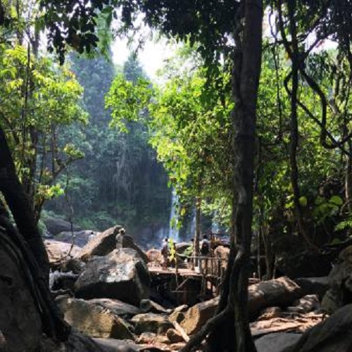 Primeval forest with wild landscapes