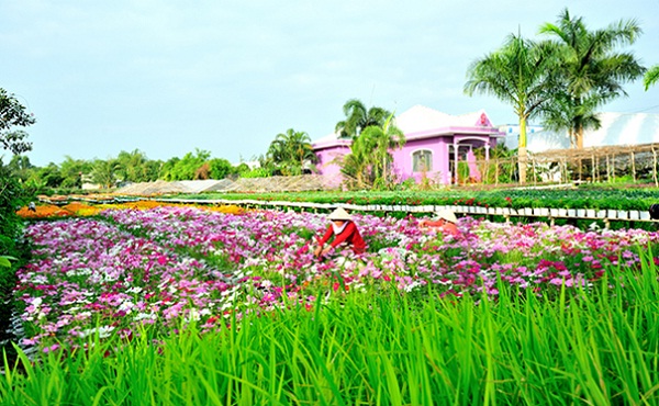 Mekong River trip – visit Tan Quy Dong flower village