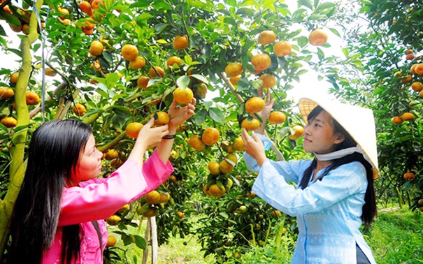 Visiting fruit orchards on islets is a highlight in your Mekong trip, Vietnam