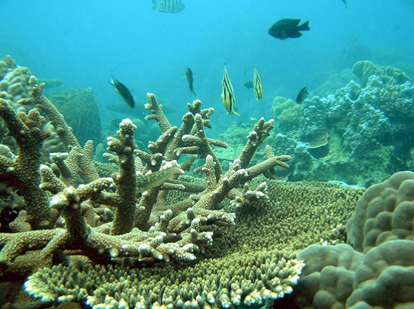 Stunning coral reefs