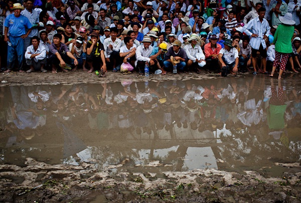 Cow Racing Festival must be organized in a muddy flat rice field