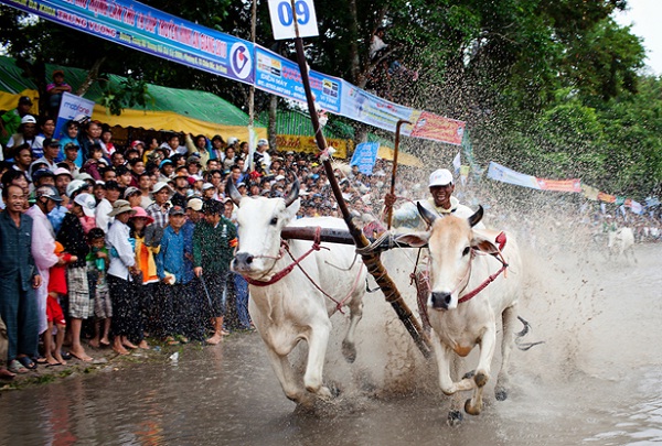 Cow Racing Festival of the Khmer in An Giang