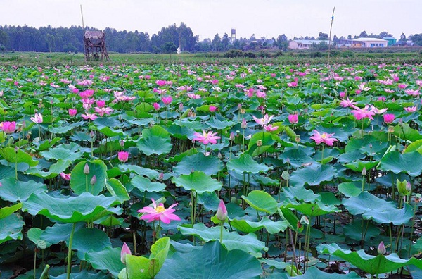  A pond of lotus in Mekong Delta